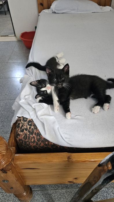 Малки сладки котенца