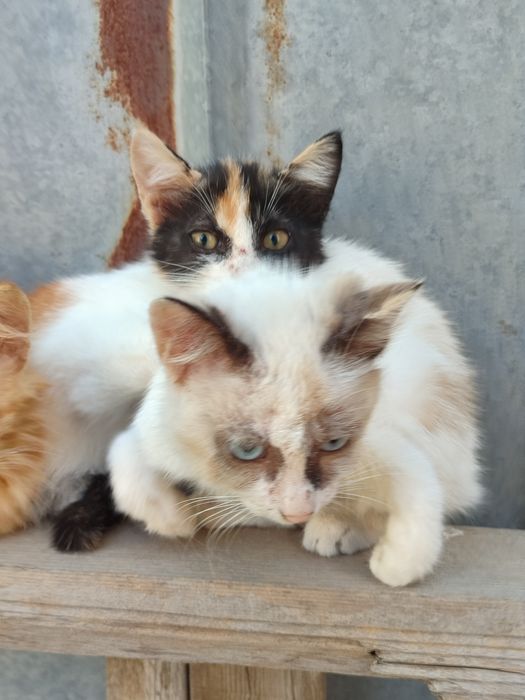 Отдам котят в хорошие руки