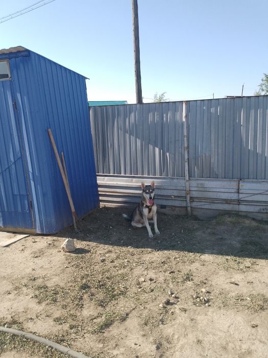 Отдам даром сабаку