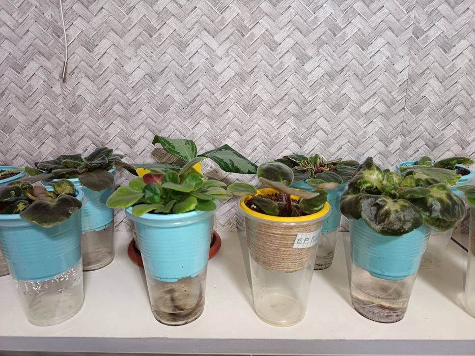 Сортовые фиалки от 300