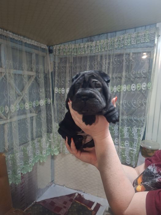 Шарпей щенок девочка