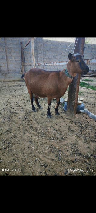 Ешкилер асыл тукымды