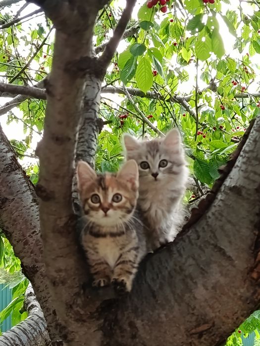 Отдам котят в хорошие руки