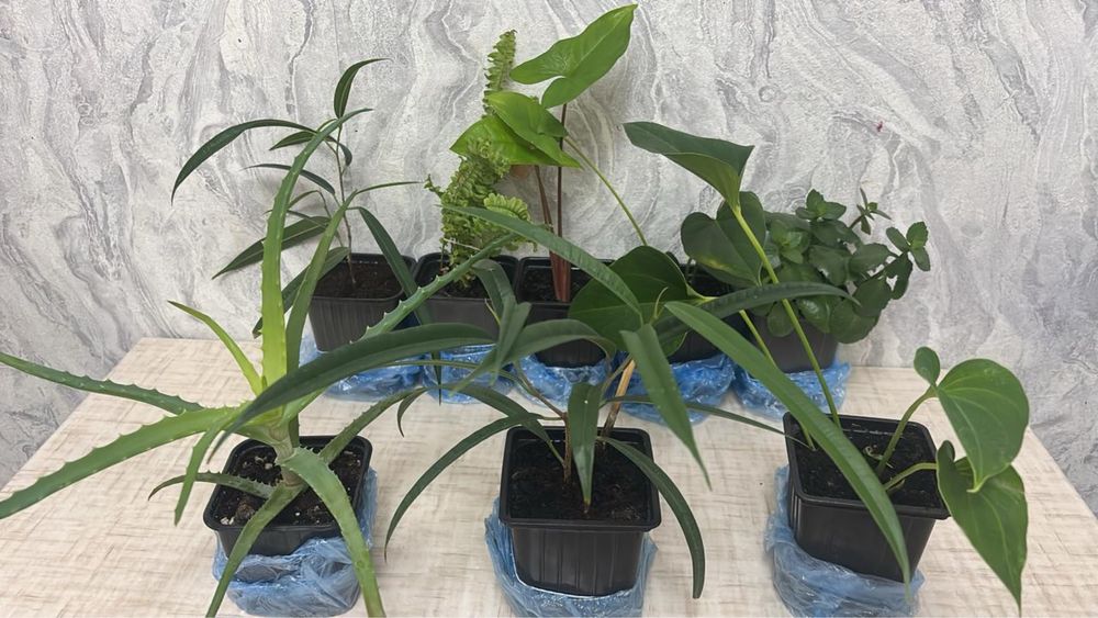 Цветы по 1000 распродажа