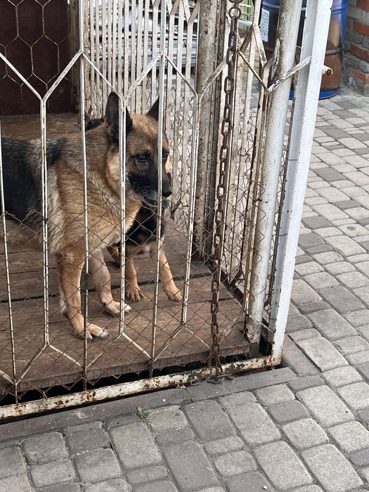 Продам  щенят немецкой овчарки