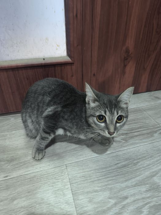 Пропавшая кошка!!!