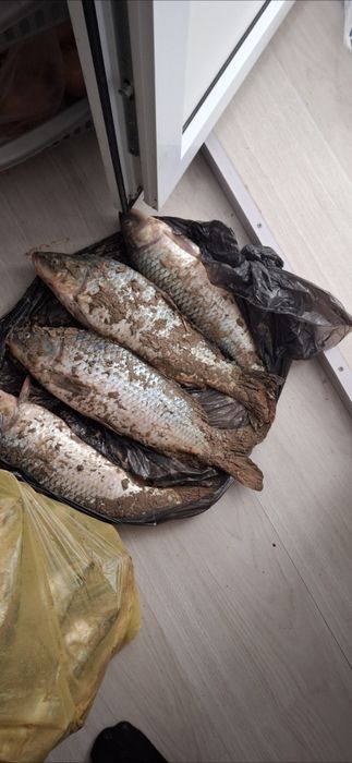 Торман толостолоп сатылады