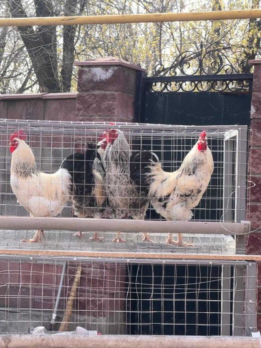 Тауык кора сатамын