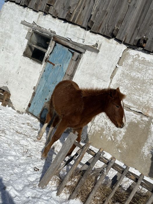 Продам Еркек Жабагы
