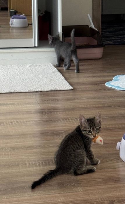 Двое котят в добрые руки