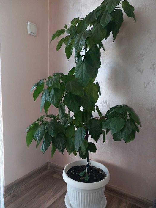 Китайска роза в червен цвят