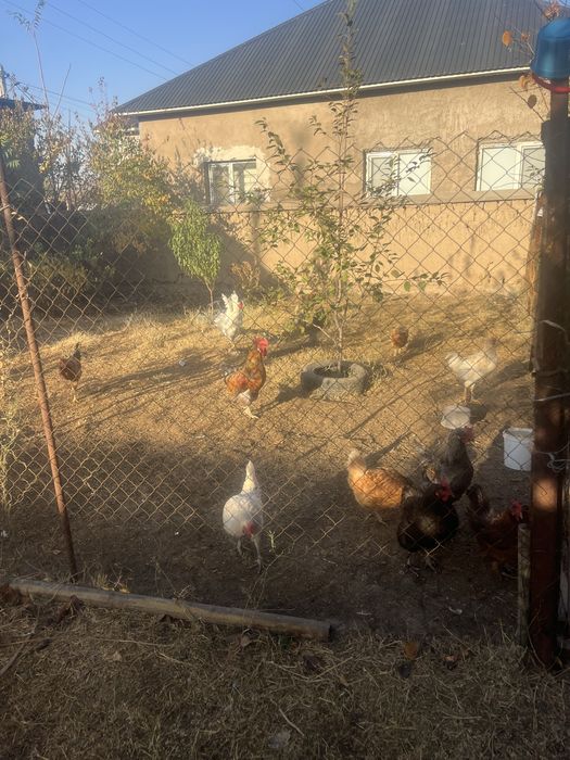 кораз сатылады срочно