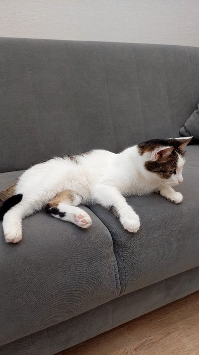 Отдам кота в очень добрые руки