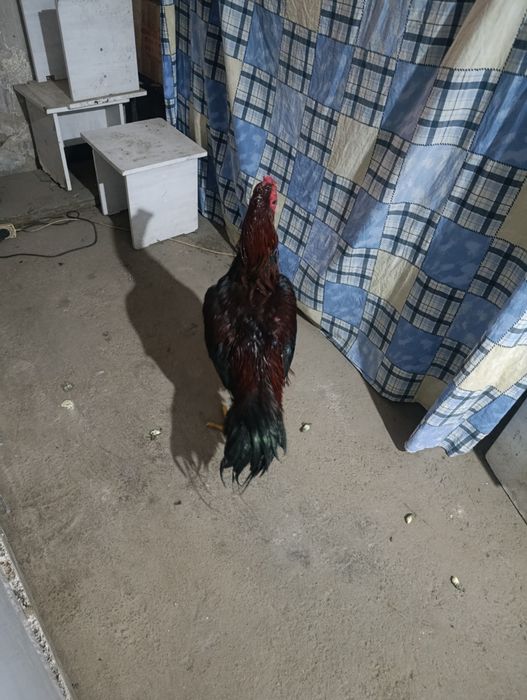 Дакан продам продам