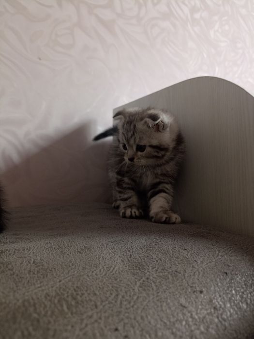 Породистые котята