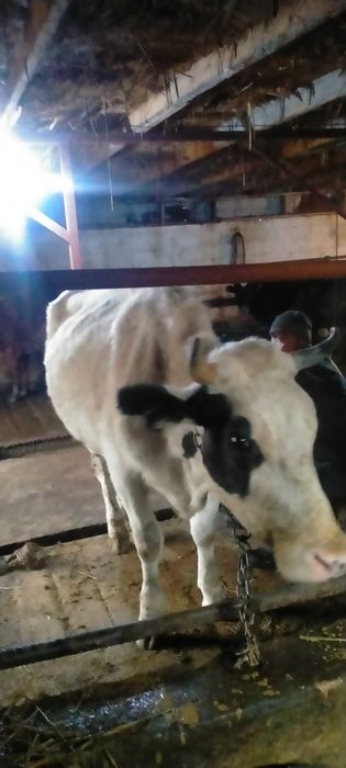 Сельхозживотное карова