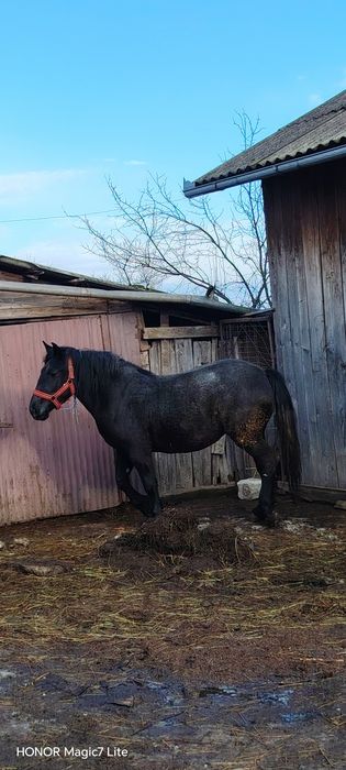 Mânză  de 3 ani de vanzare