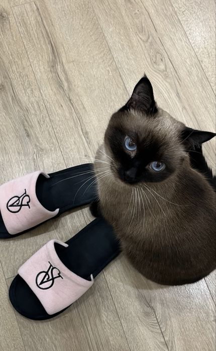 Отдам кота Ричарда в добрые руки