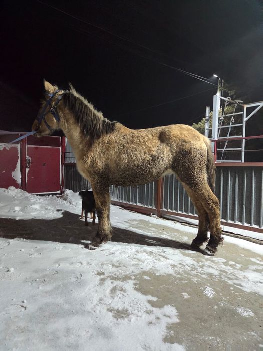 Продается тай (жеребчик)