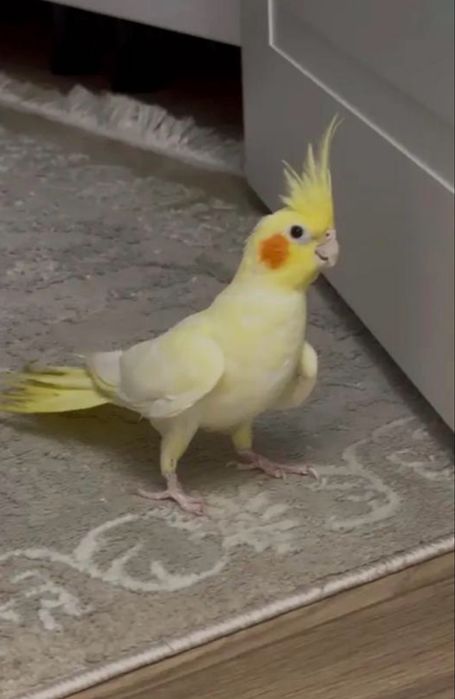 Попугай  Корелла