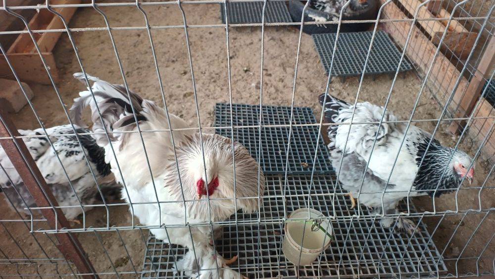 De vânzare găini brahma