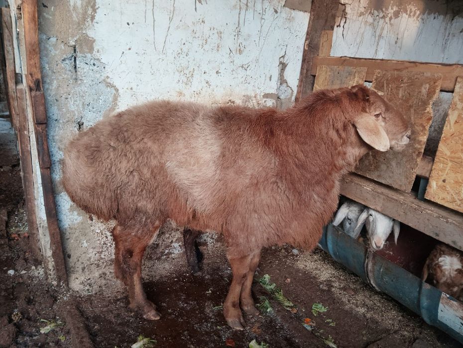 Кой ( порода ЕДЫЛБАЙ)