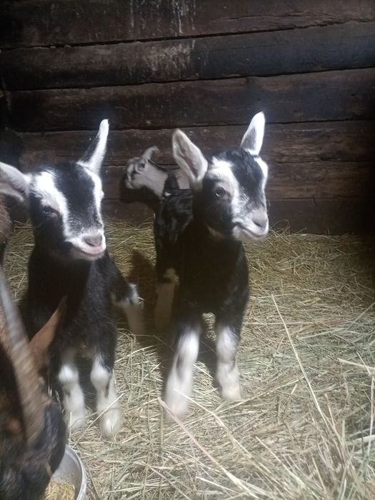 Козлята Альпийской породы
