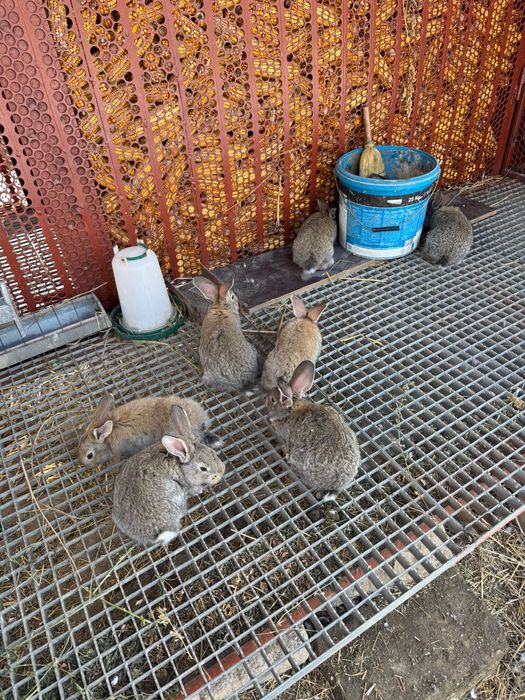 Vand iepurasi urias german de la 1 luna la 3 luni din parinti tatuati