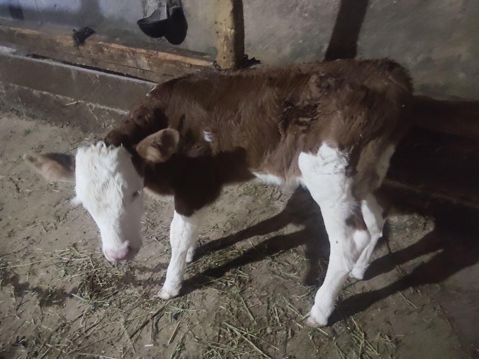 Tauras de lapte și înțărcați