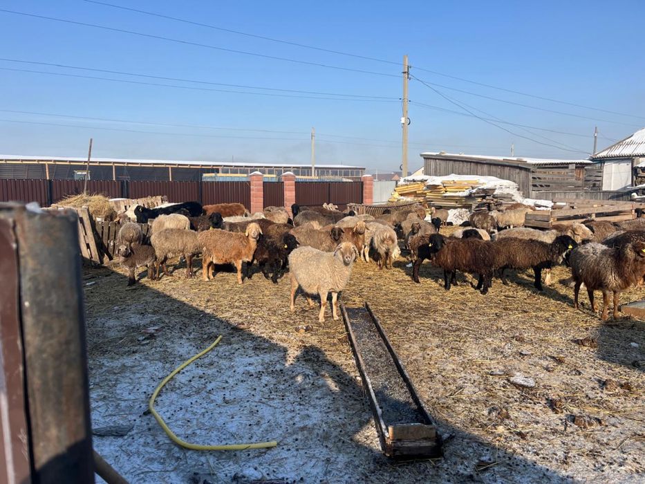 Продам отару овец