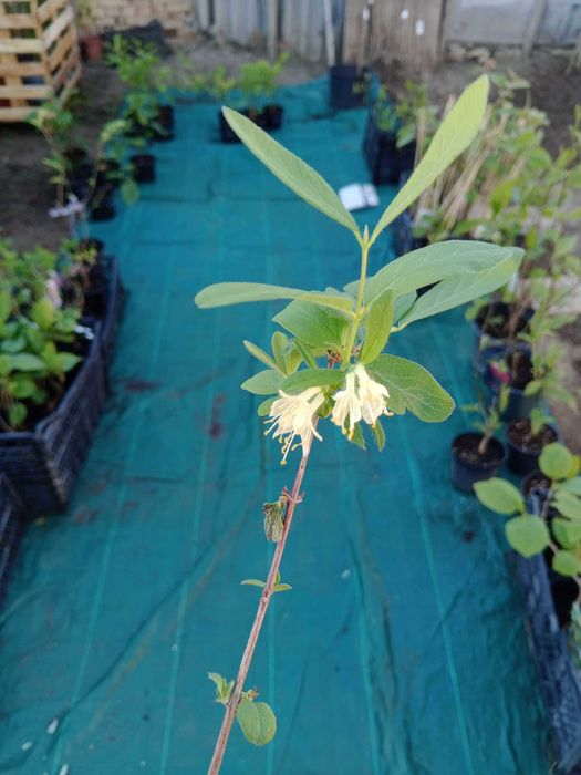 Лоницера Камчатика - Майска Боровинка