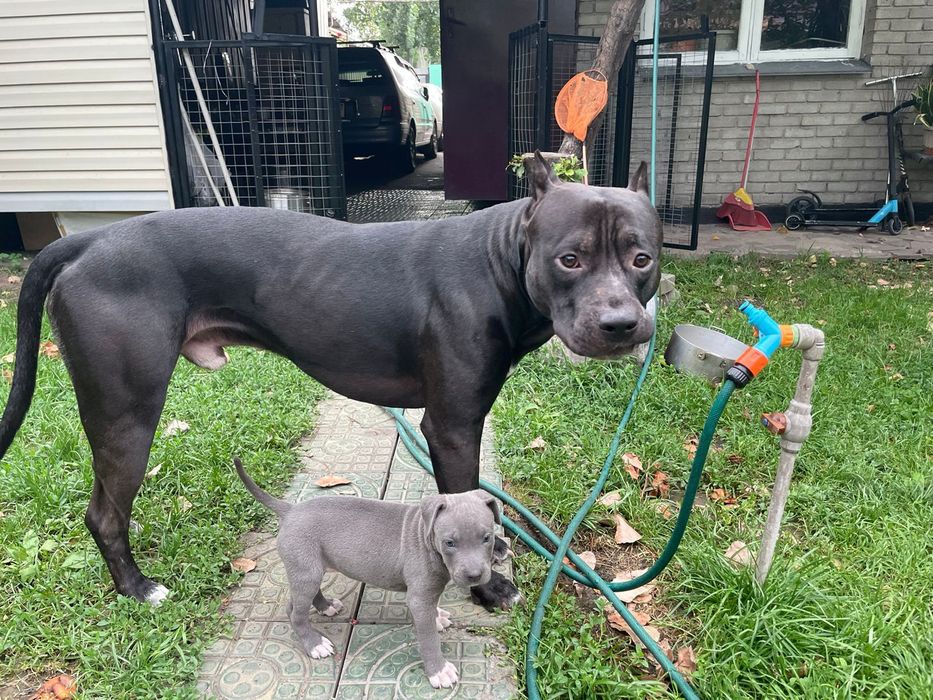 Кобель на вязку.