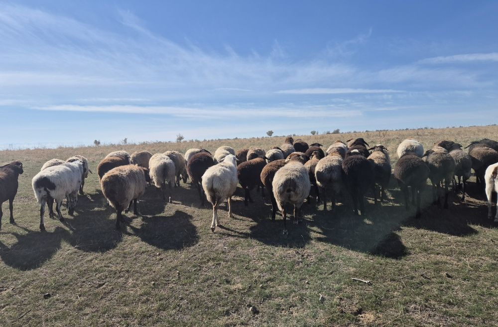 Продам породистых баран!!!