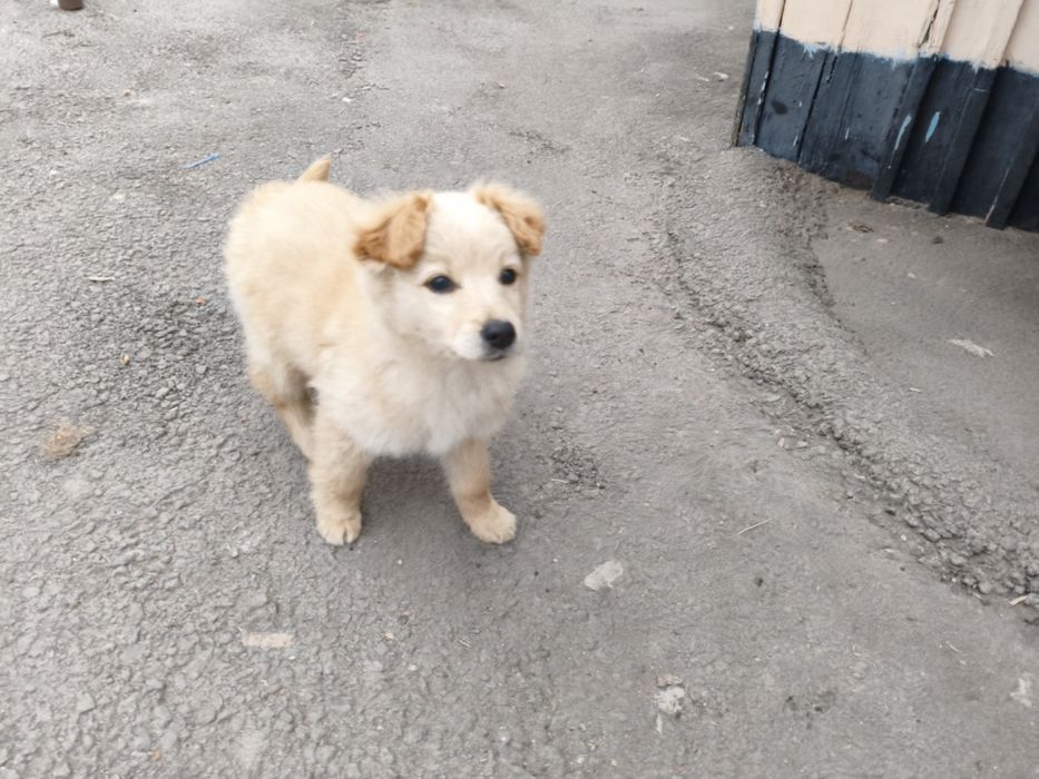 Отдам щенка мальчик