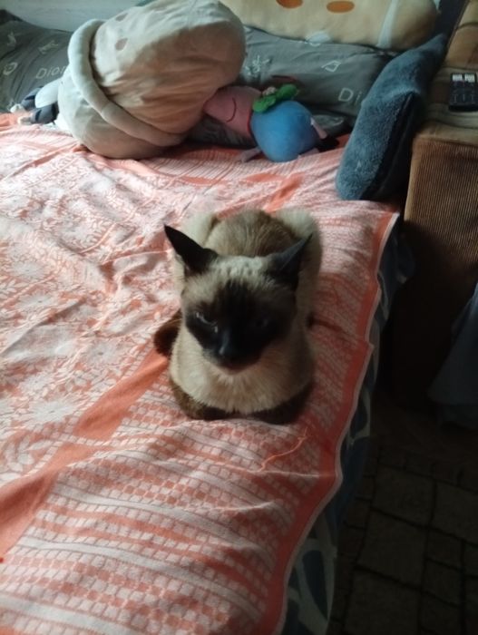 Сиамская кошечка