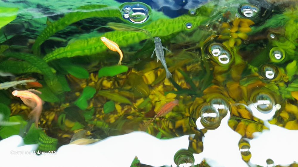 Данио рыбки продаются.