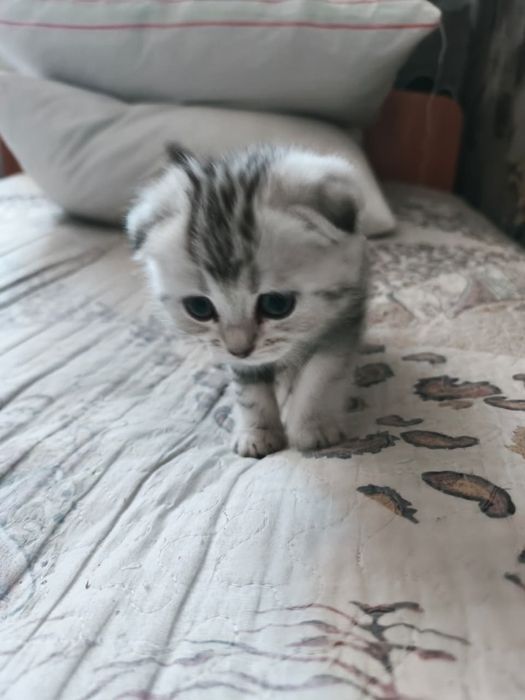 Котик вислоушка девочка