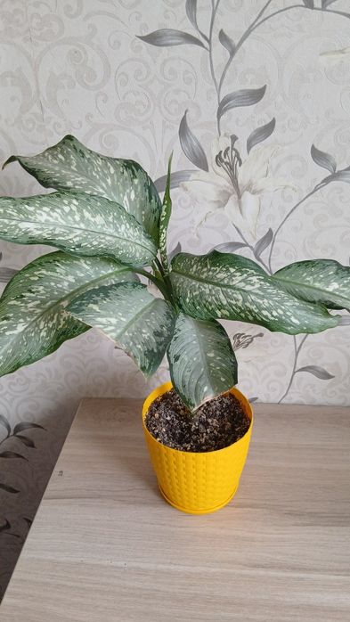 Продам комнатные цветы