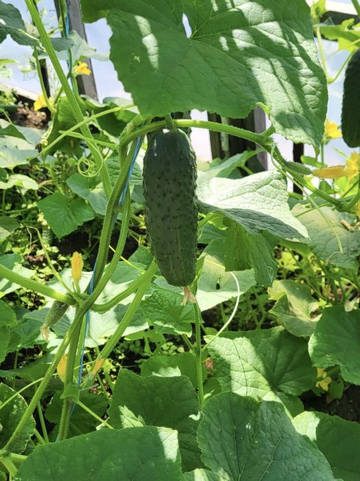 Продаётся дача 6 соток