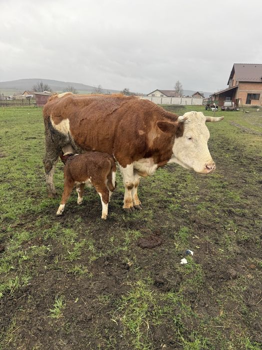 De vanzare  vaca cu tauras