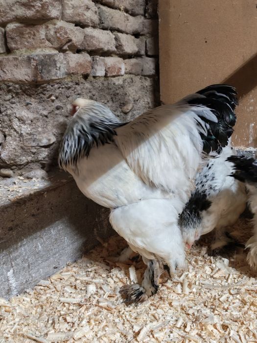 Vând 4+1 brahma HD 2025