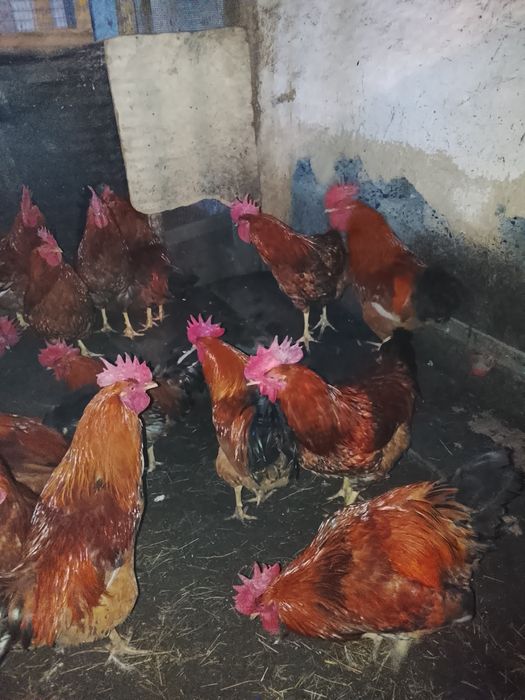 Продам петухов кучинских