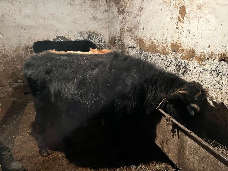 Баспак тайөгіз сатылады