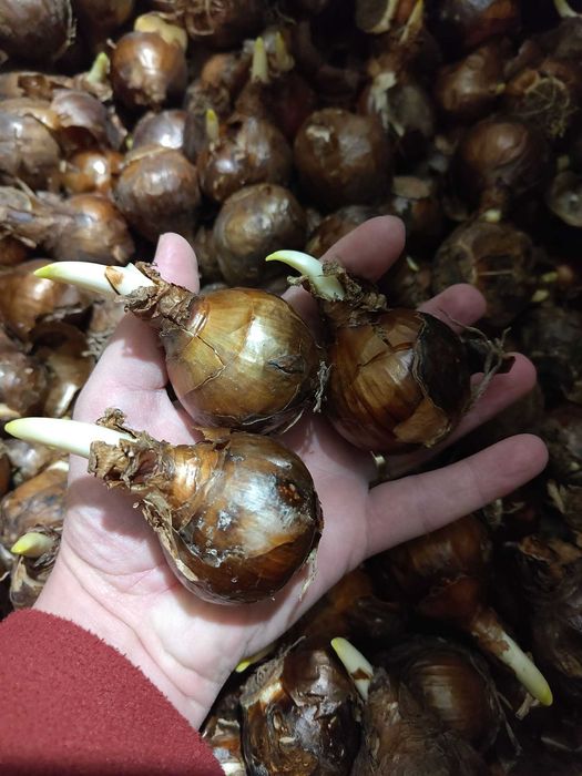 Bulbi de lalele, narcise si zambile - Lichidare de stoc! Pret engros!