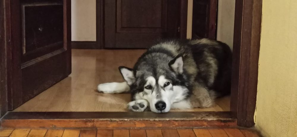 Аляскинский маламут ищет невесту