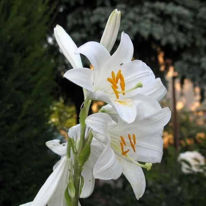Bulbi /Rizomi Crini Imperiali giganti,Narcise duble,Irisi dubli,culori