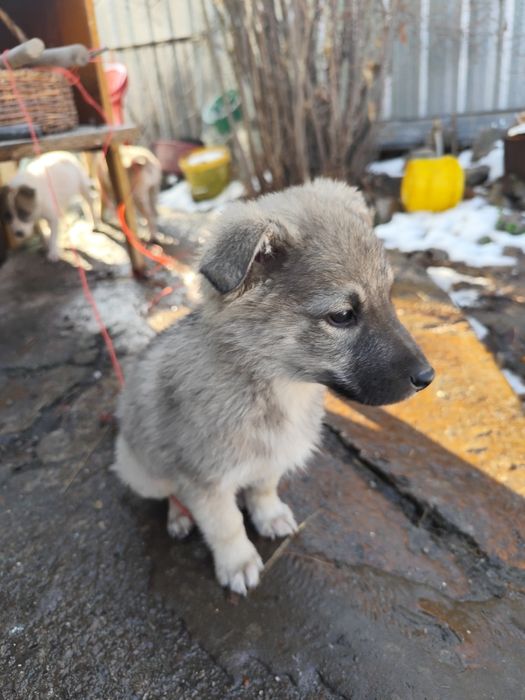 Отдам звоночков бесплатно