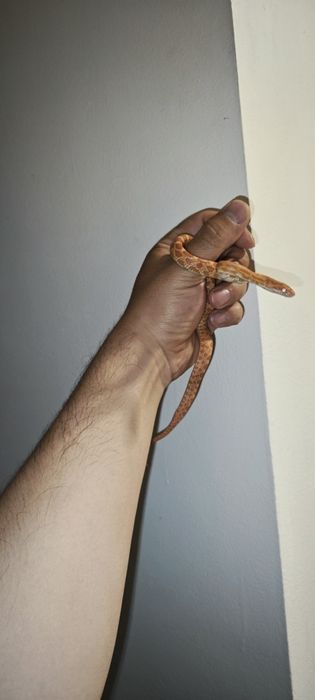 Маисовый полоз змея