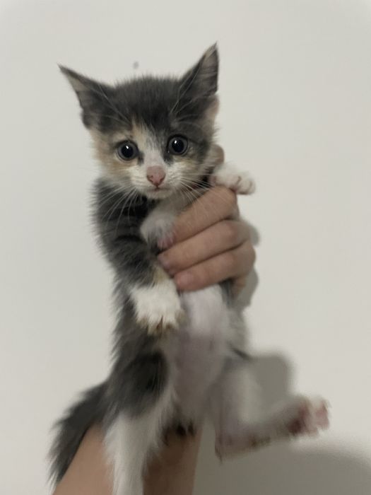 Отдам котенка в добрые руки