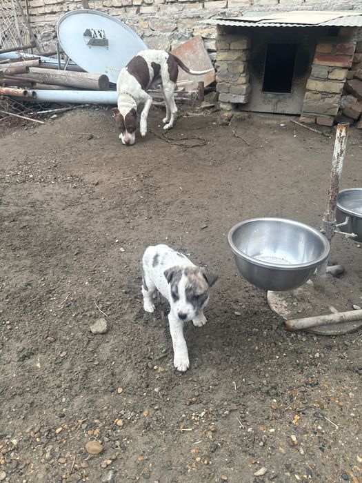 Мода кучукча текинга